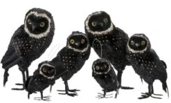 Hibou Plumes Noire Et Dorée Ysarg - Lot De 2 -Maison Eclat Boutique hibou plumes noire et doree ysarg lot de 2 5415203973535 352875