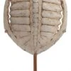 Sculpture Carapace Résine Ivoire Antique Fadil -Maison Eclat Boutique sculpture carapace resine ivoire antique fadil 8430026948949 197923