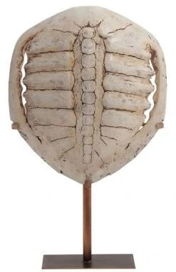 Sculpture Carapace Résine Ivoire Antique Fadil